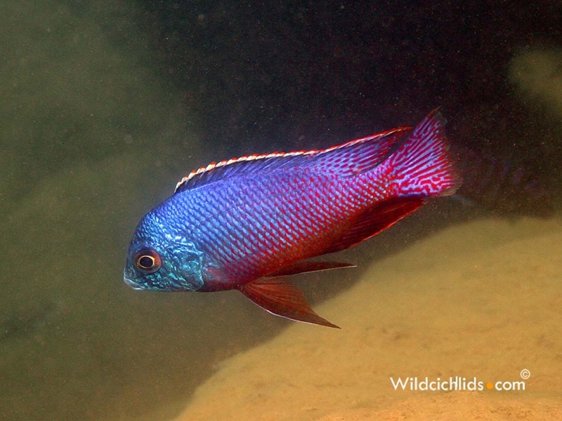 Protomelas taeniolatus 'Namalenje Island'